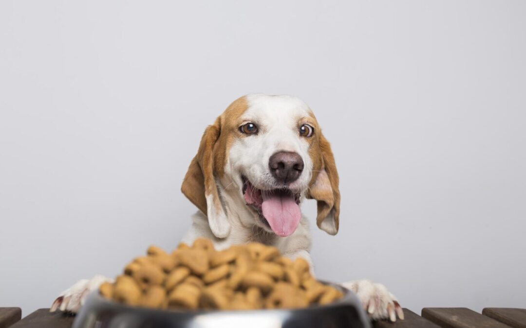Supplements for dogs: When to consider adding them to their diet