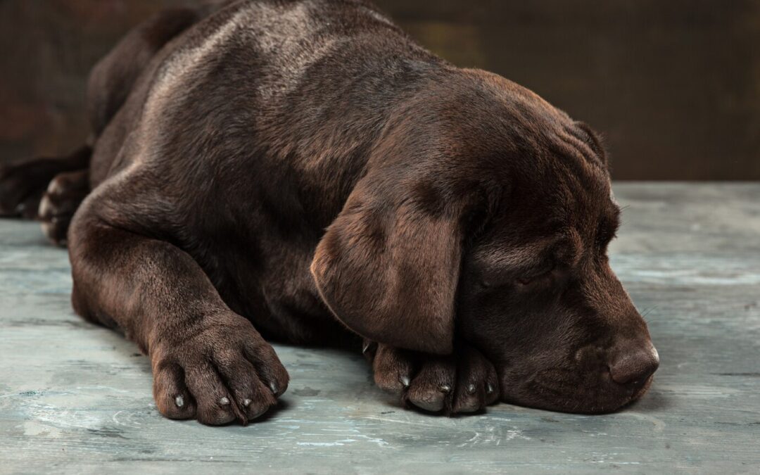 Best diets for dogs with food allergies or sensitivities