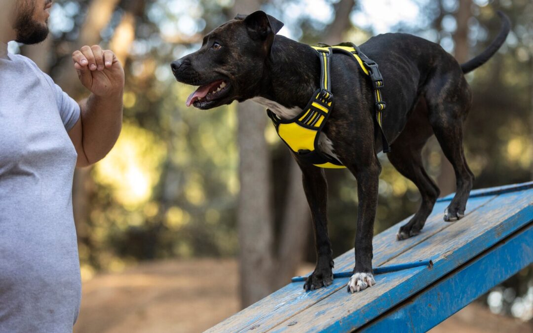 How to Teach Your Dog Basic Commands