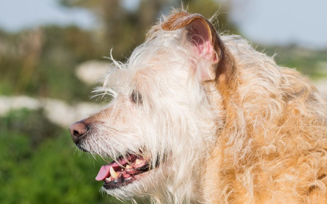 Dental care for senior dogs: Keeping their teeth healthy as they age