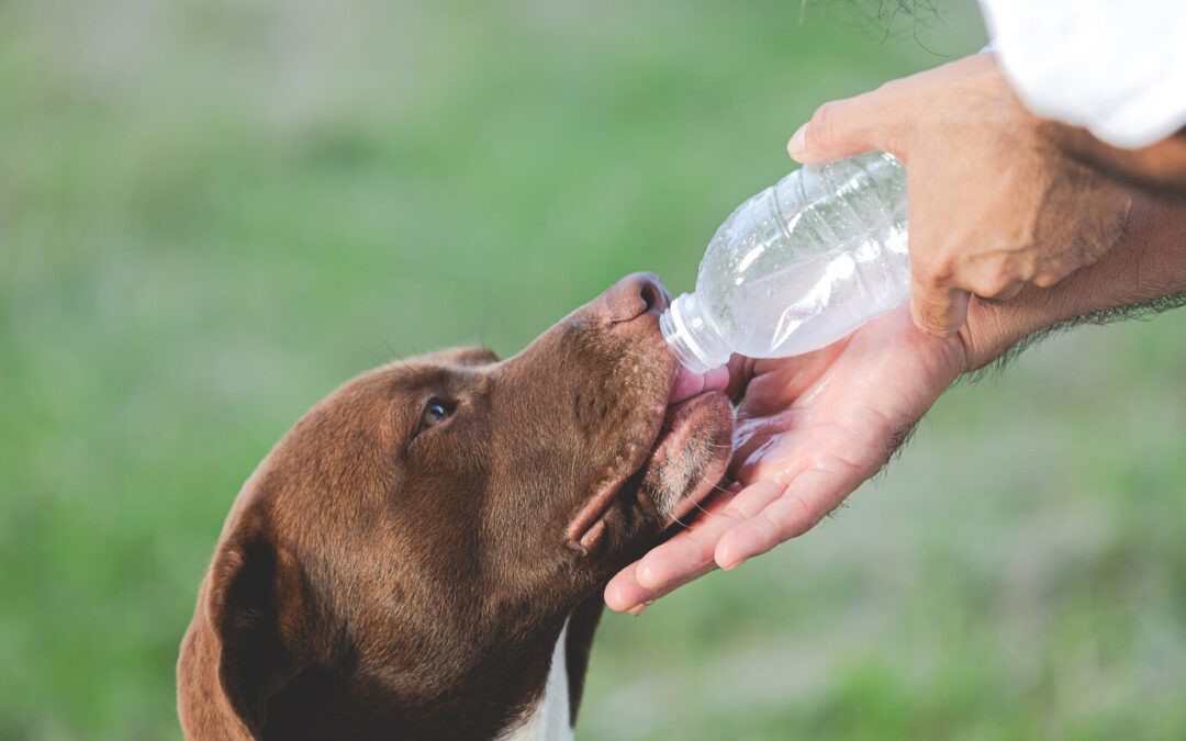 How to keep your dog hydrated: Water intake and hydration tips