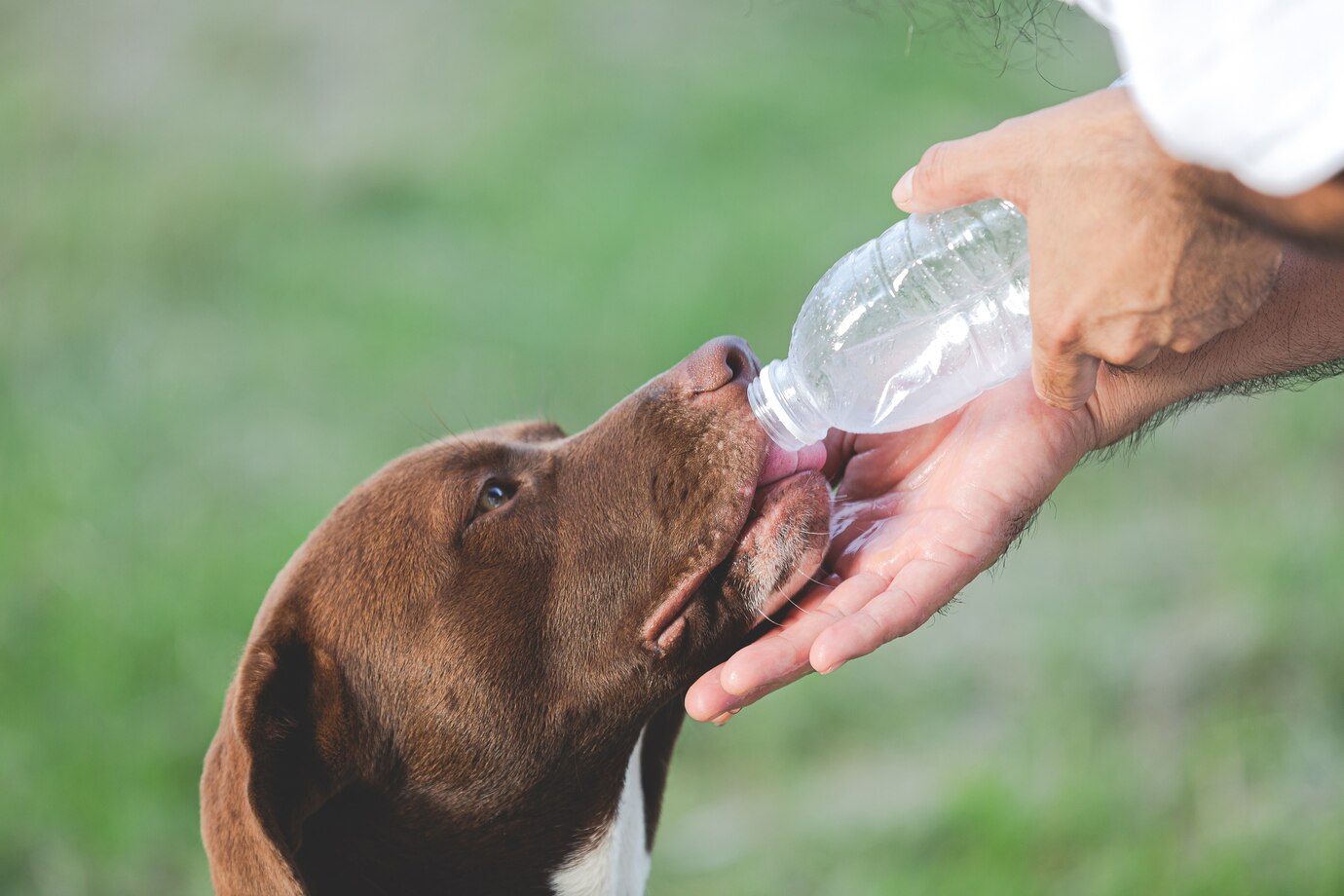 Owner Gave Dogs Water From Bottle Drink 1150 28222