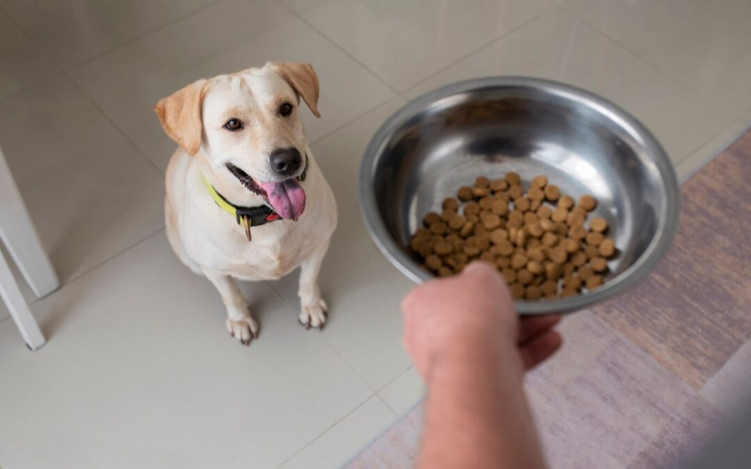 The importance of protein in your dog’s diet