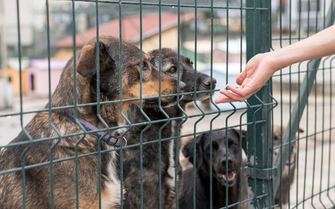 The Role of Animal Shelters in Finding Forever Homes