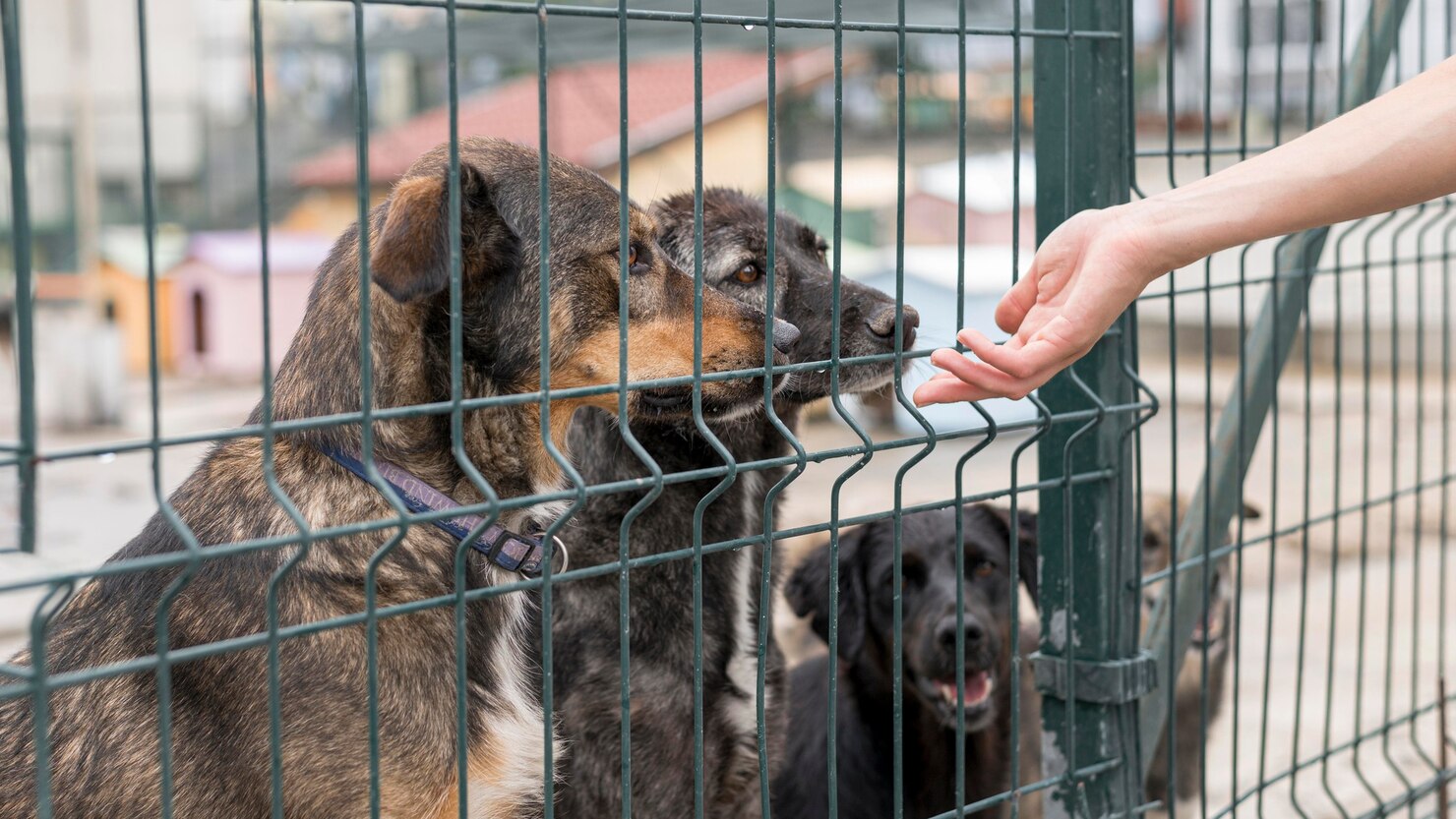 Person Reaching Dogs Through Fence Shelter 23 2148682945