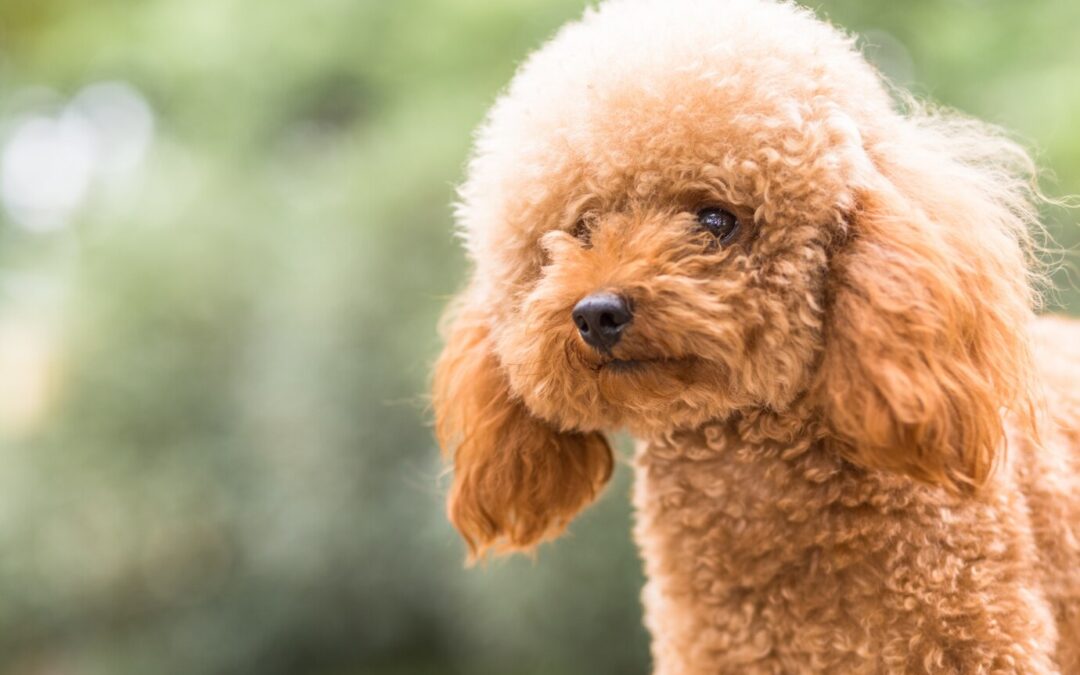 Poodle: The Smartest of Them All