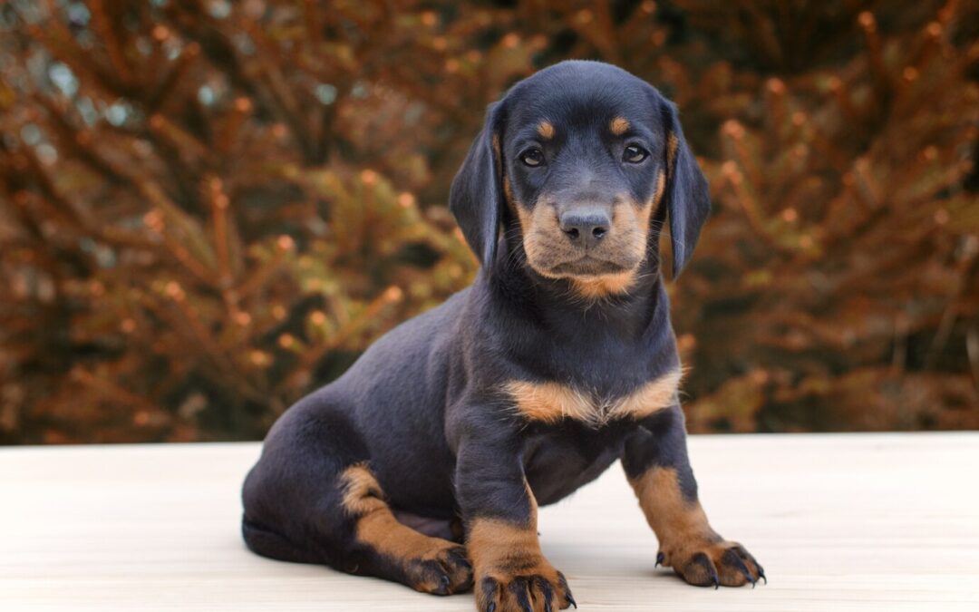 Effective Training Techniques for Puppies