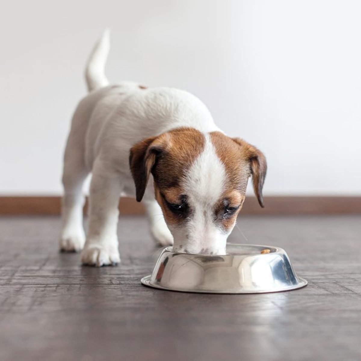 Puppy Eating Shutterstock 1076618957