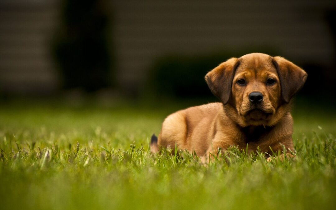 How to Keep Your Dog Active and Healthy