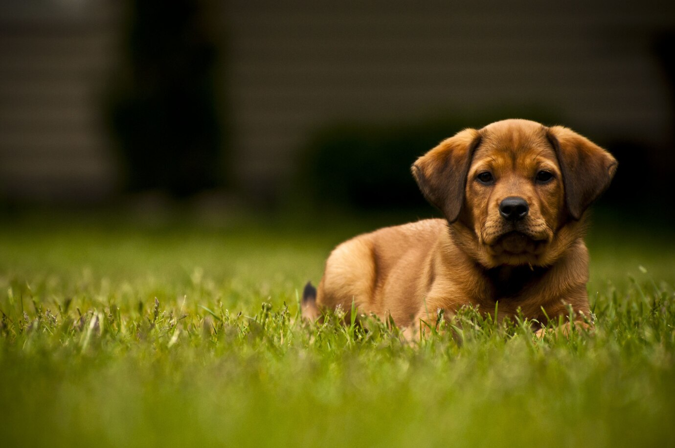 Selective Focus Shot Adorable Dog Laying Grassy Field 181624 6952