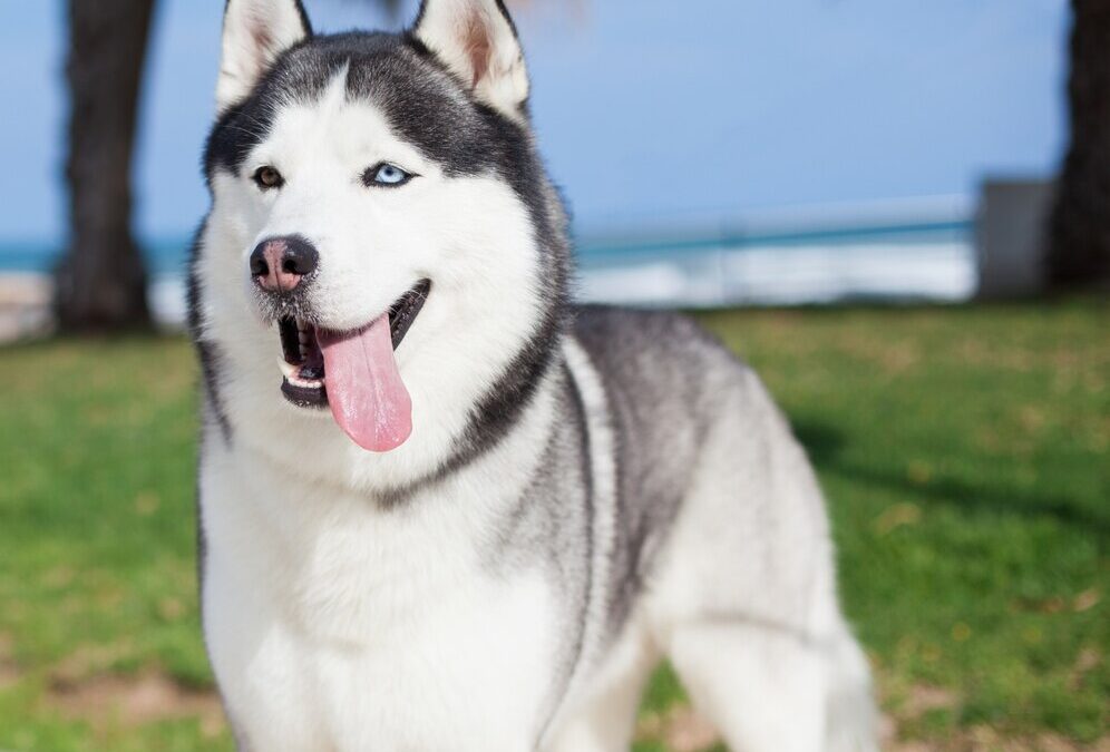 Siberian Husky: The Arctic Adventurer