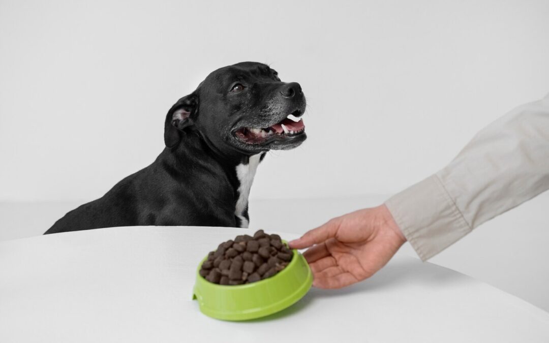 Diet for senior dogs: Adjusting their food for their golden years