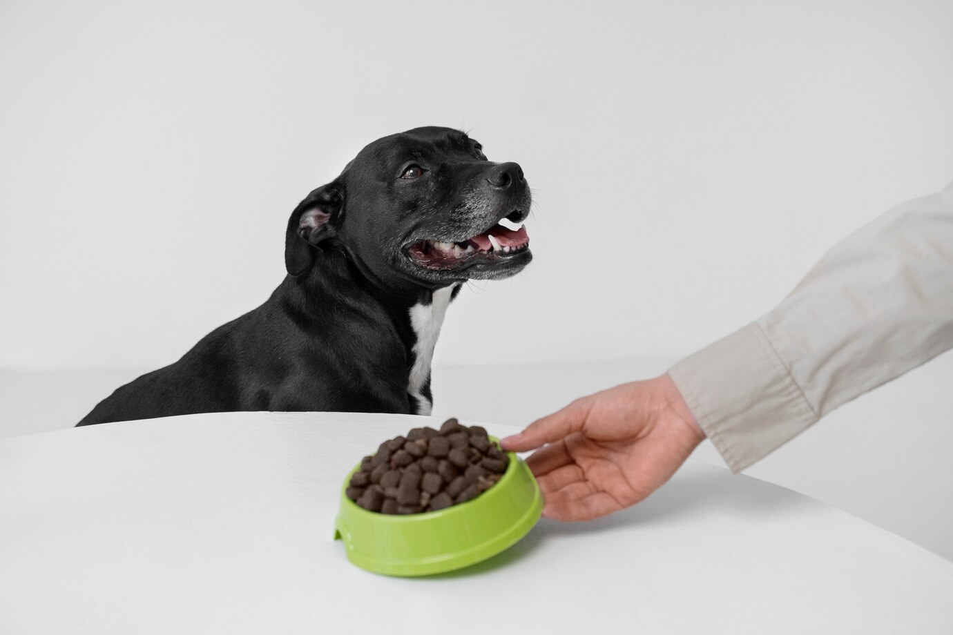 Side View Hand Holding Dog Food Bowl 23 2150742758