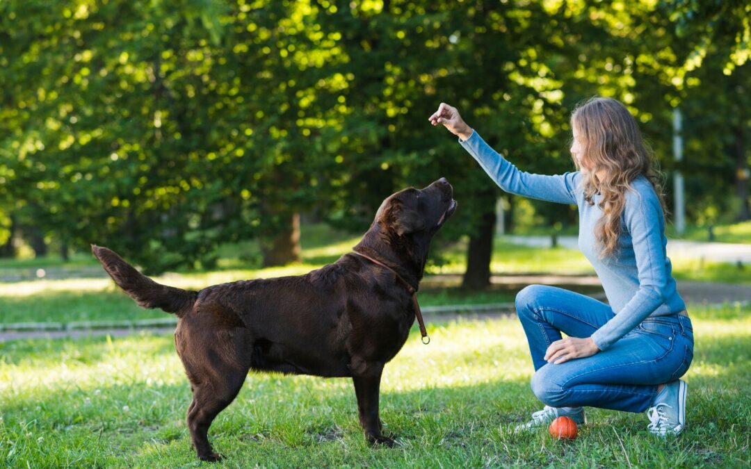 How to Train Your Dog for Obedience Trials and Competitions