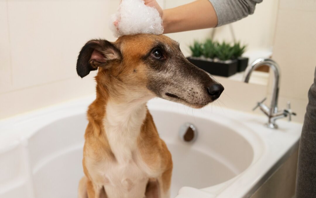 Choosing the Right Shampoo for Your Dog