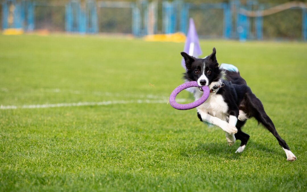 The Physical and Mental Benefits of Sports for Dogs