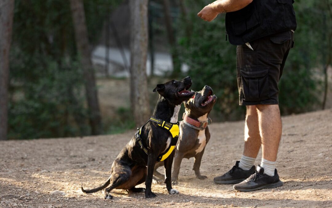 The Importance of Consistency in Dog Training