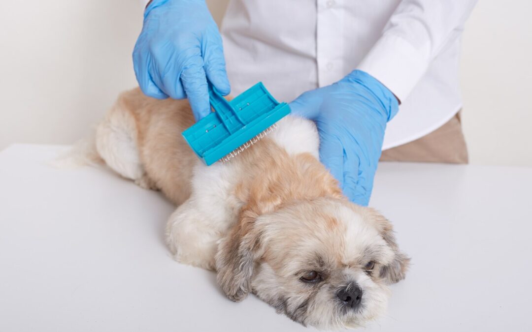 How to Manage Shedding with Regular Grooming