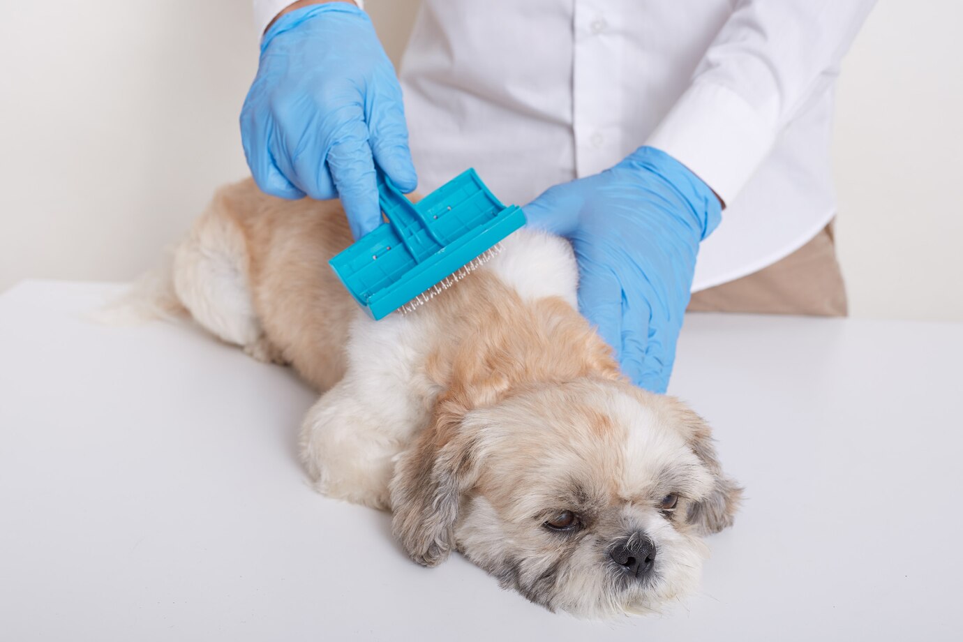 Vet Combing Pekingese Dog Hair Doing Cleansing Procedures Veterinary Clinic 176532 10520