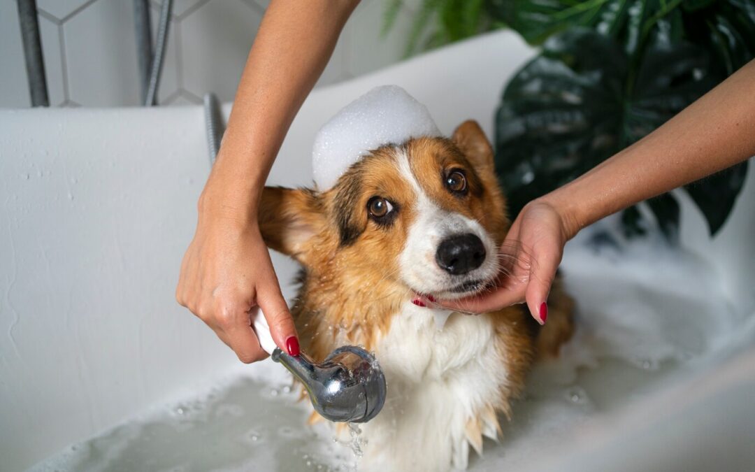 Bathing Your Dog: Common Mistakes to Avoid