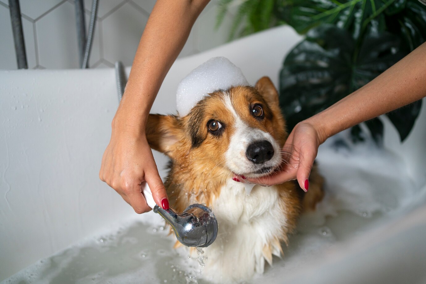 Washing Pet Dog Home 23 2149627259