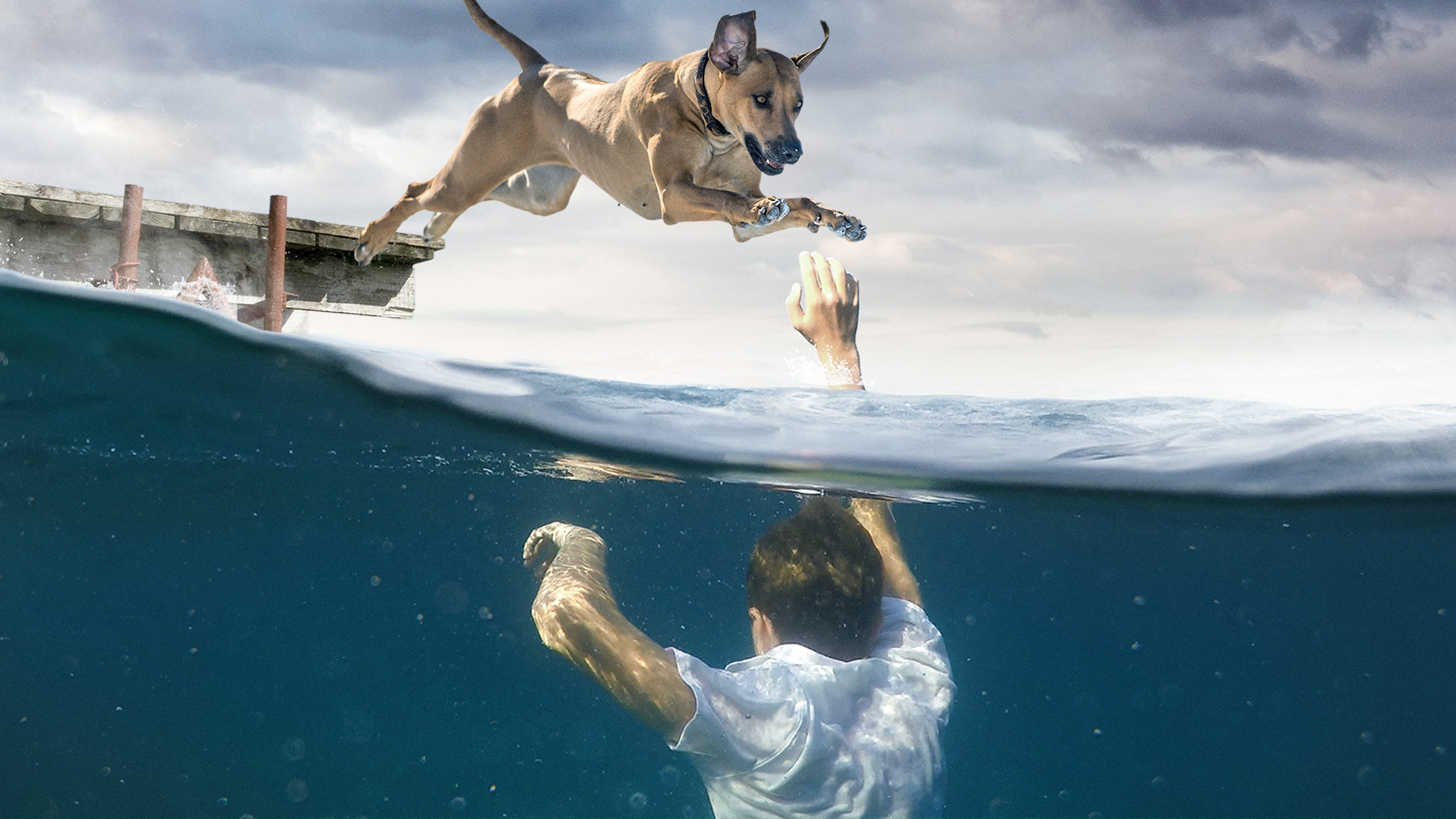 An Animal Saved My Life2048x1152 Primary 16x9 1 (1)