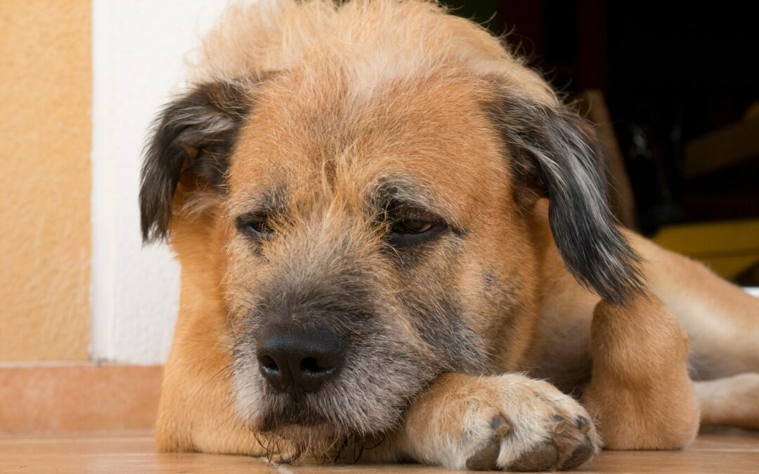 The Right to Euthanize a Pet: Legal considerations when deciding to euthanize a dog.