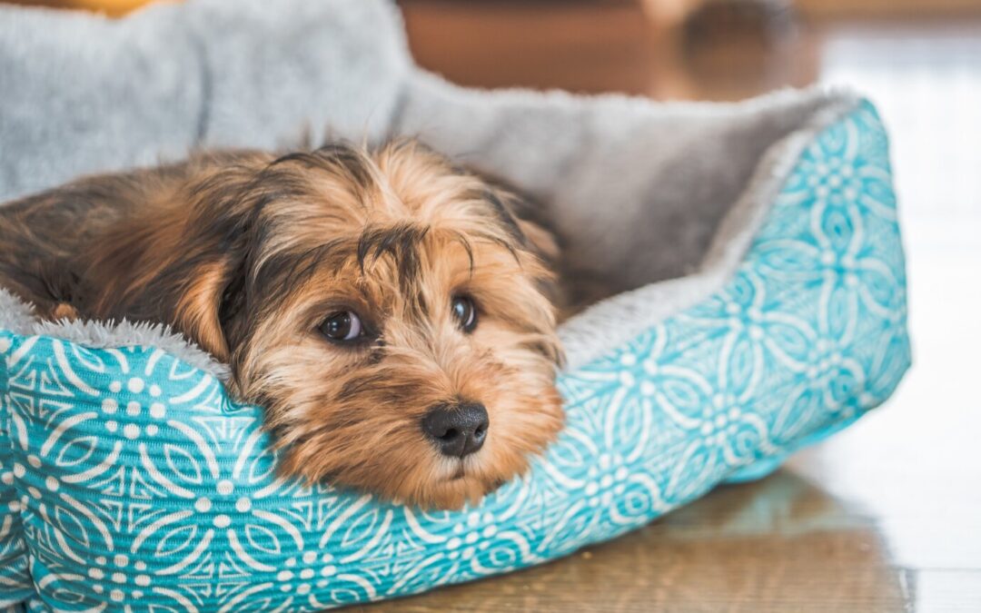Best Dog Beds: Finding the right bed for every breed.