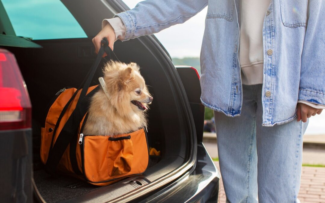 Top Dog Travel Gear: Carriers, seat belts, and travel bowls.