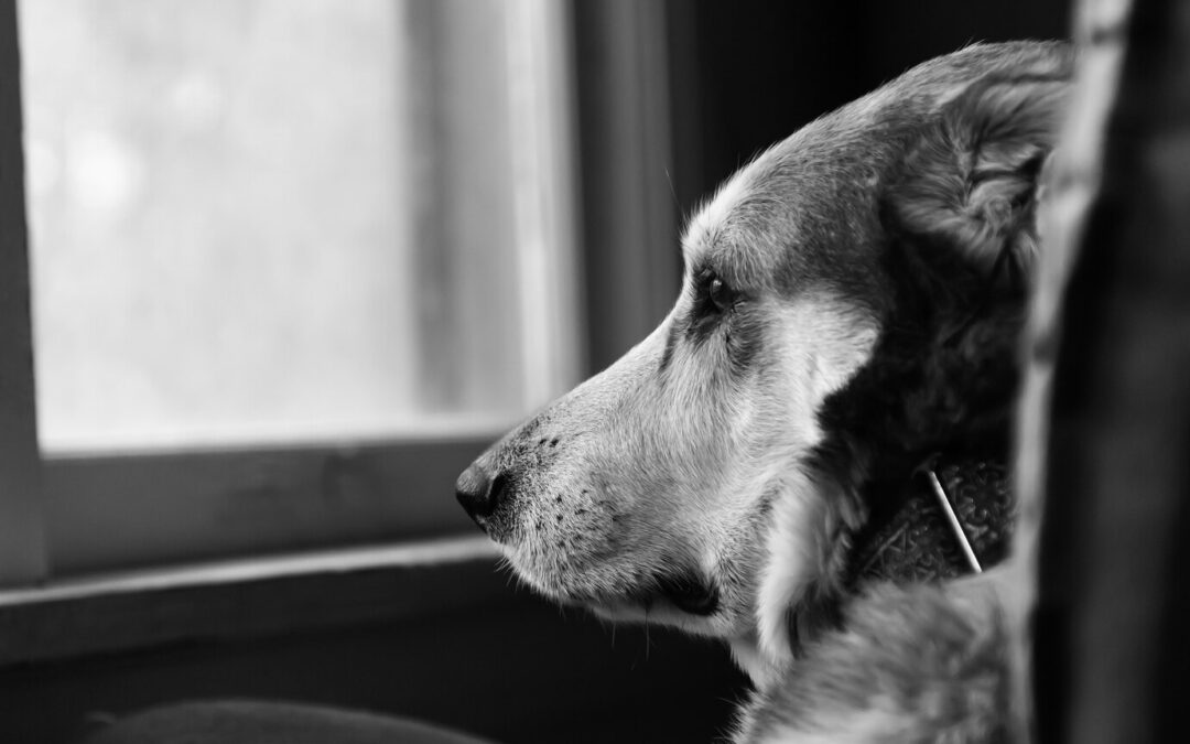 A Dog’s Last Day: Saying Goodbye to a Beloved Pet: A story of love, loss, and the special bond between a dog and its owner.