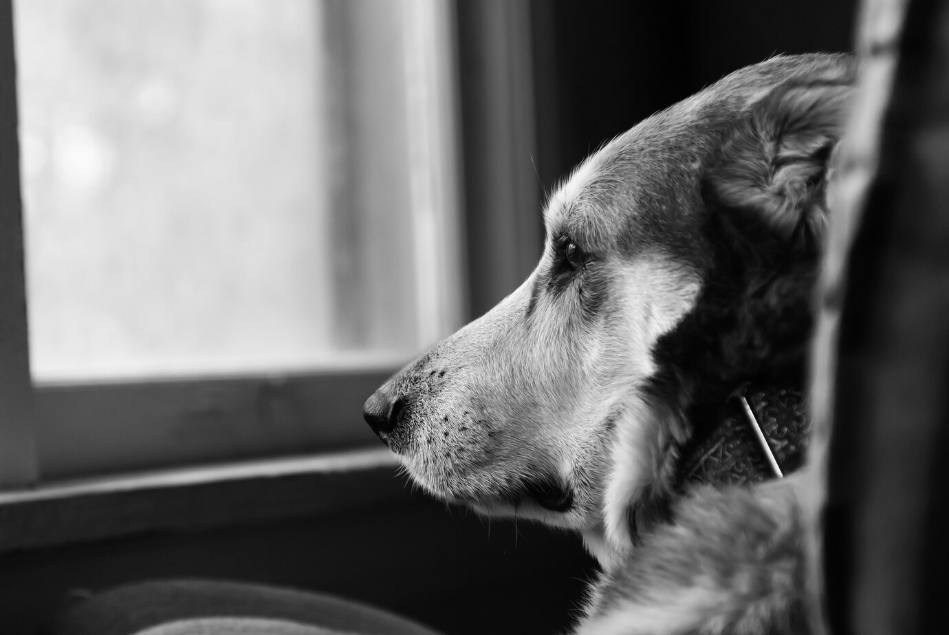 Grayscale Selective Focus Hot Sad Dog Looking Out Window 181624 17664