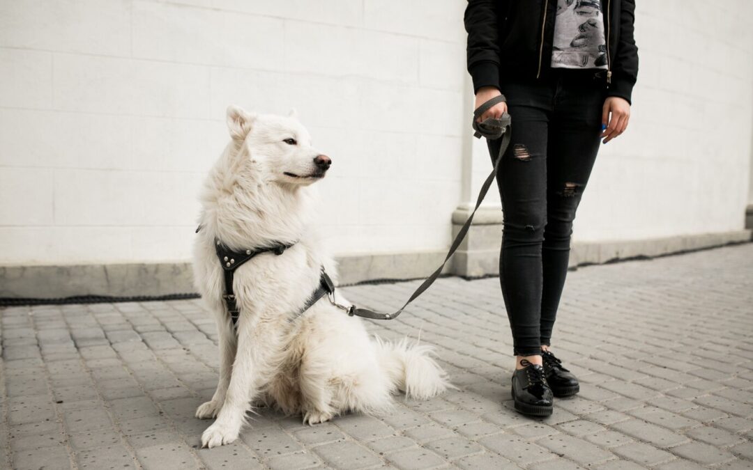 Choosing the Best Dog Harness: Tips for comfort and safety.