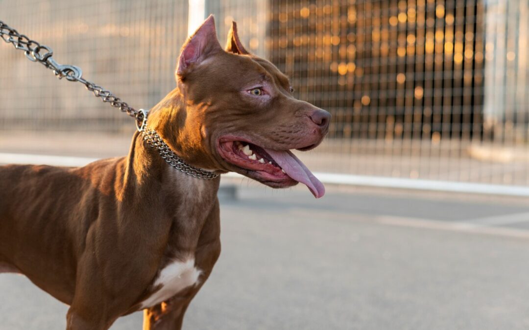 Breed-Specific Legislation: Understanding laws targeting specific dog breeds.