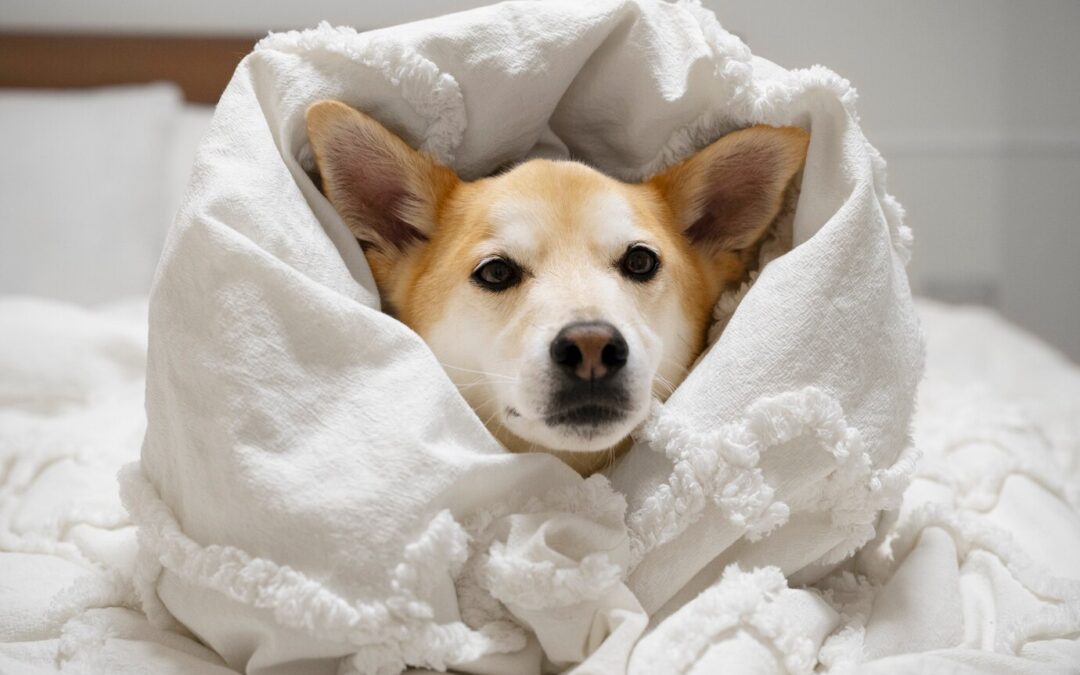 Winter Gear for Dogs: Jackets, boots, and cold-weather accessories.