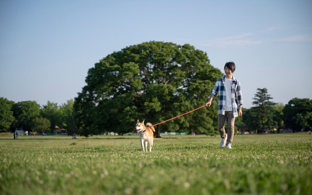 Dog Laws and Public Spaces: Rules for bringing your dog to parks, beaches, and other public areas.