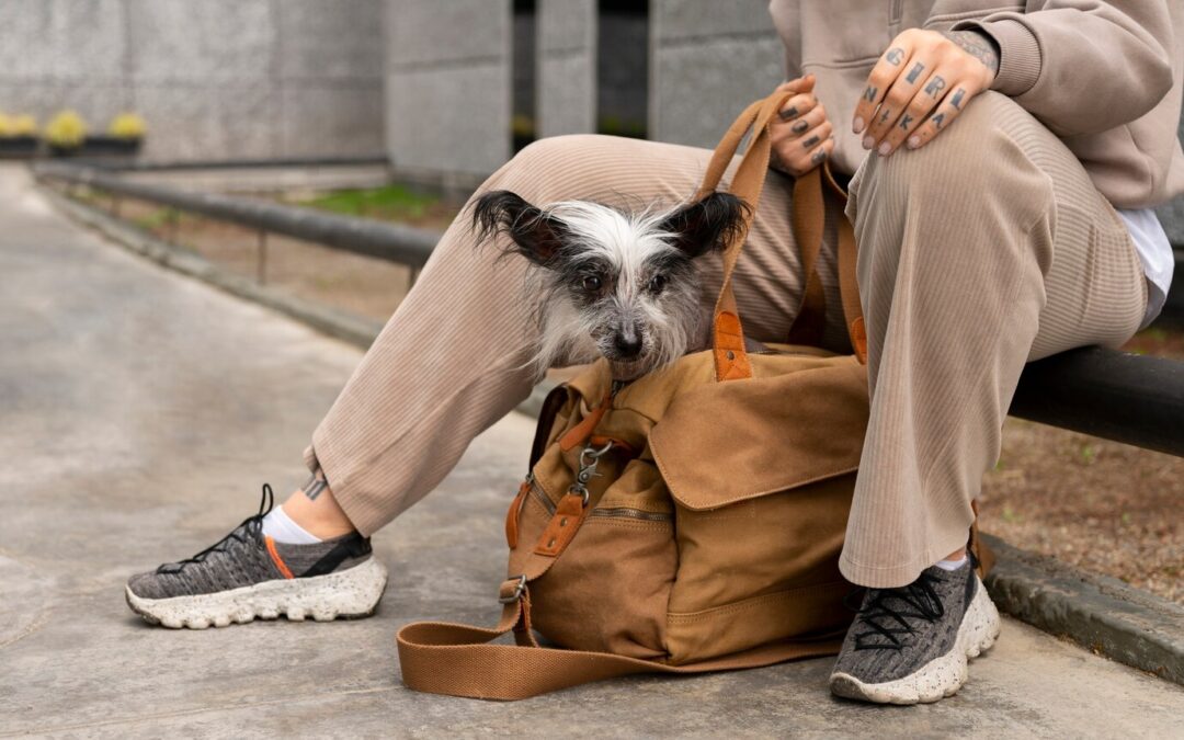 Essential Dog Gear for Every Owner: Must-haves for new and experienced pet parents.