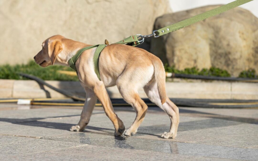 Collars vs. Harnesses: Which is best for your dog?