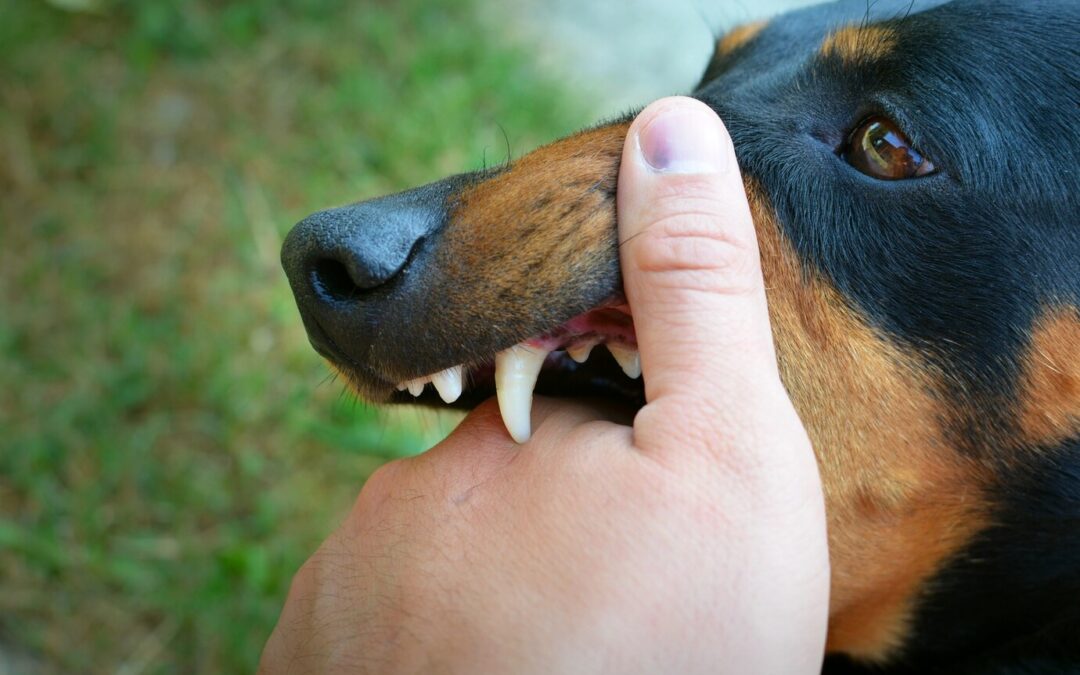 Dog Bite Laws: What You Need to Know: How to handle situations when a dog bites someone.