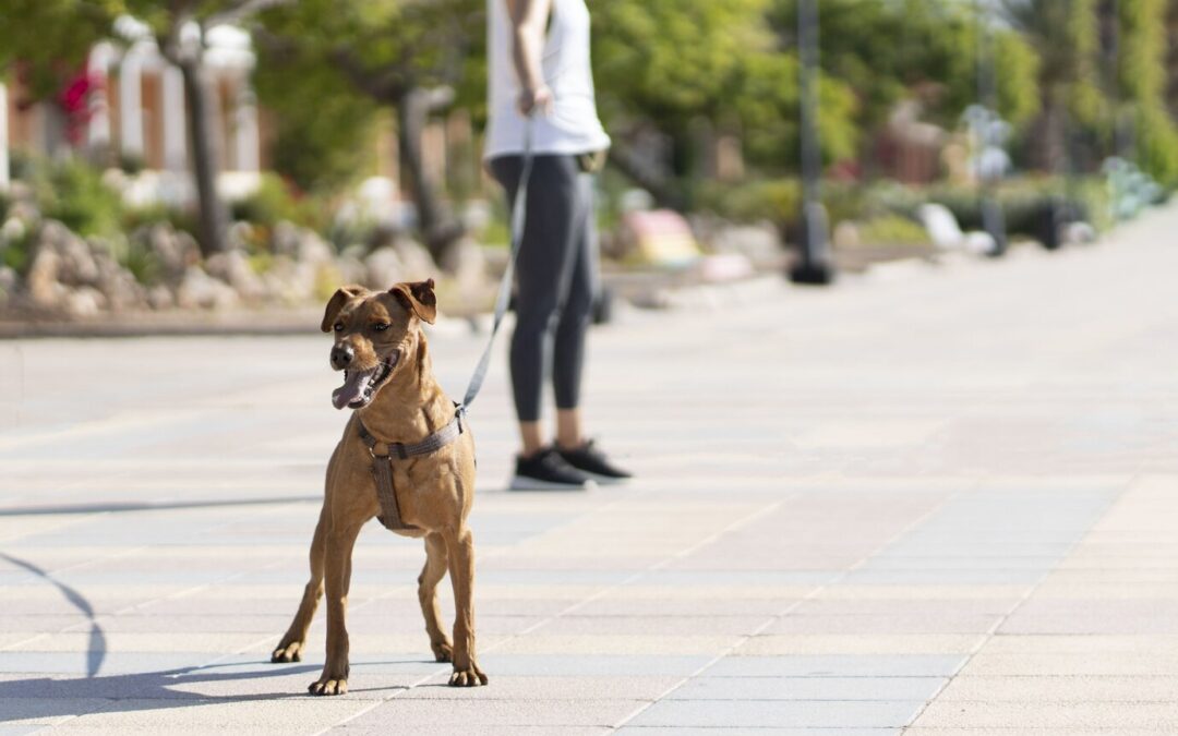 Service Dogs and Legal Rights: Knowing your rights with service dogs in public places.